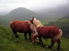 les chevaux de grande vallée