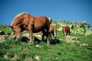 les chevaux de Morvan