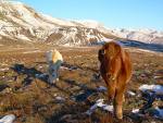 les chevaux Islandais