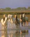 les chevaux de Camargue