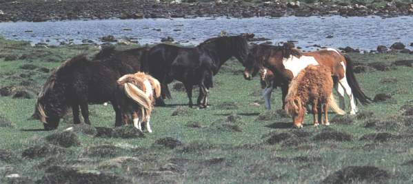 les poneys Shetlands