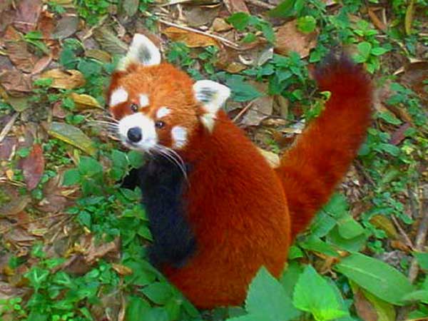 panda rux