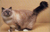 Chat Birman