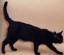Chat Bombay