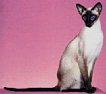 Chat Siamois