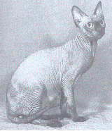 Chat Sphinx