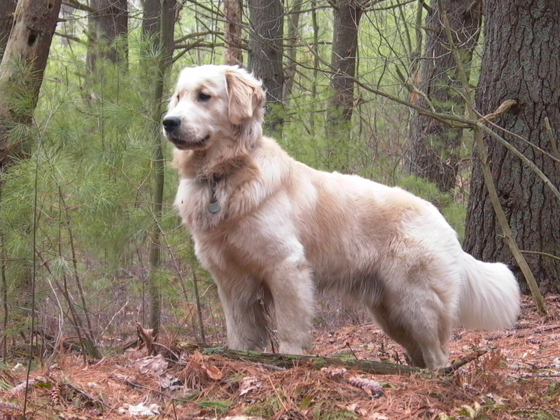 golden retriever