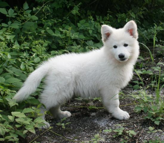 chiot berger blanc Suisse