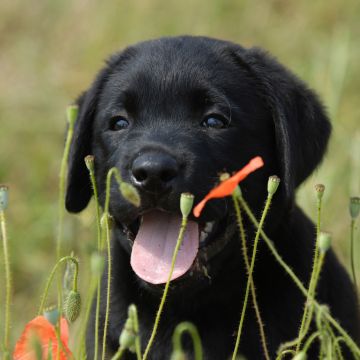 labrador noir