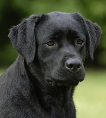 labrador noir