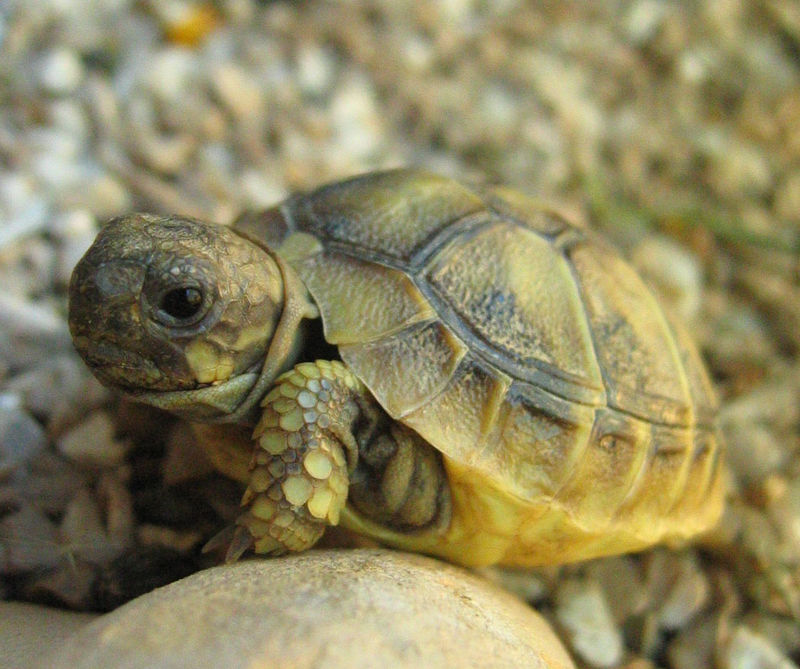 bebe tortue