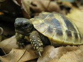 bebe tortue dansles feuilles