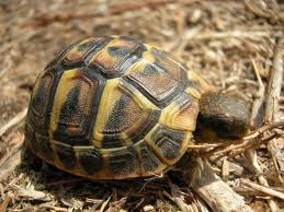 tortue d'hermann