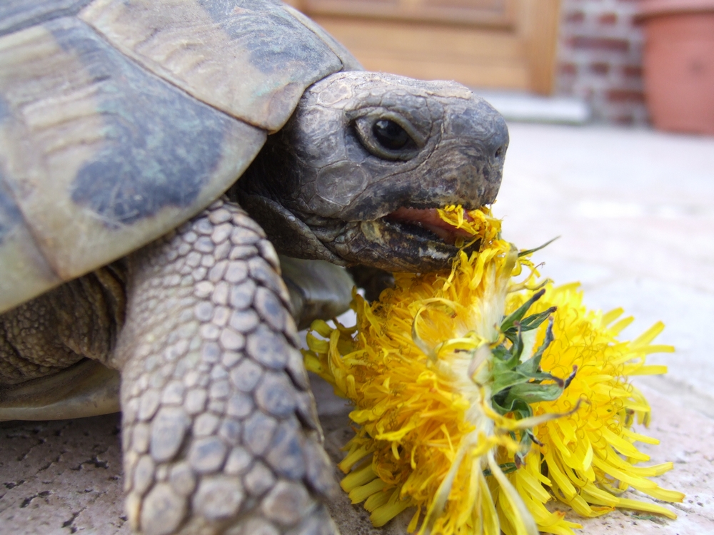 tortue qui mange