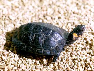 bebe tortue noire