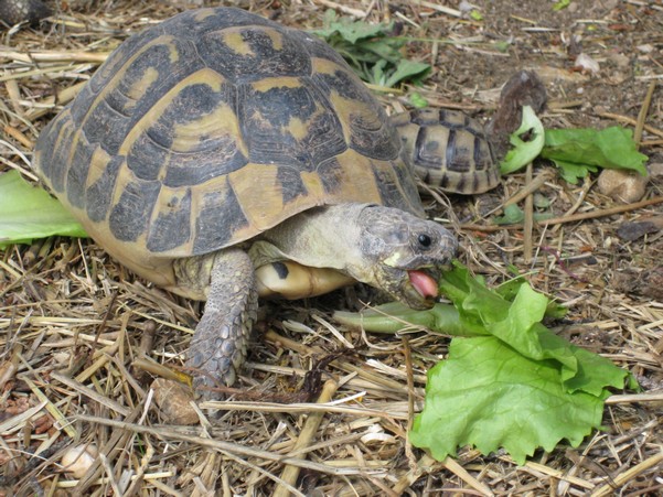 mange tortue