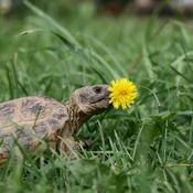 tortue avec pisenli