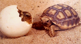 bb tortue