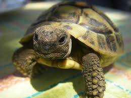 bebe tortue