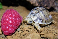 bebe tortue avec une framboise
