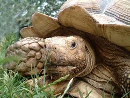 grosse tortue