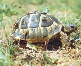 petite tortue