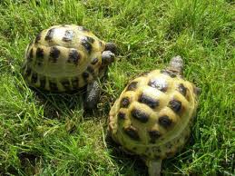 deux tortue