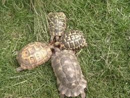 quatres tortue