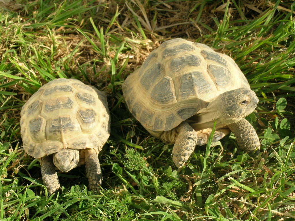 tortues