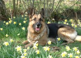 berger-allemand