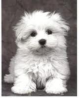 petit-chien