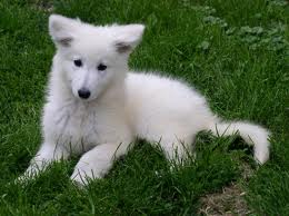 chien-blanc