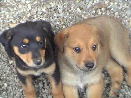 deux bb chiens