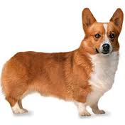 petit-chien