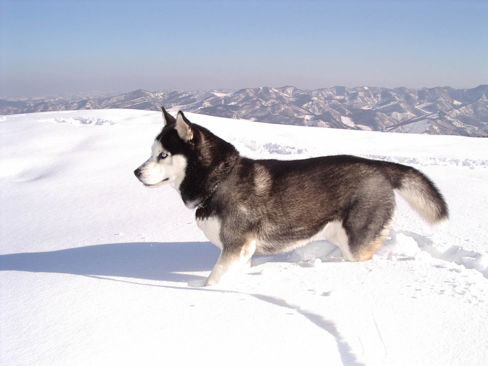 chien-dans-la-neige