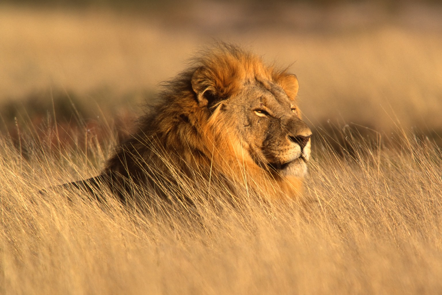 lion9