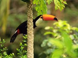toucan