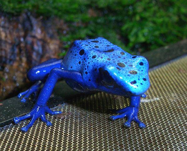 blauerfrosch