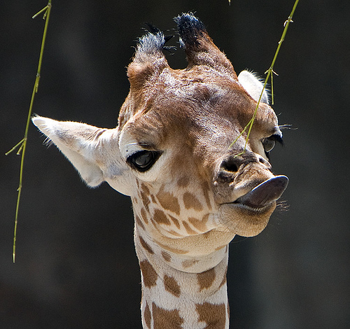 babygiraffe