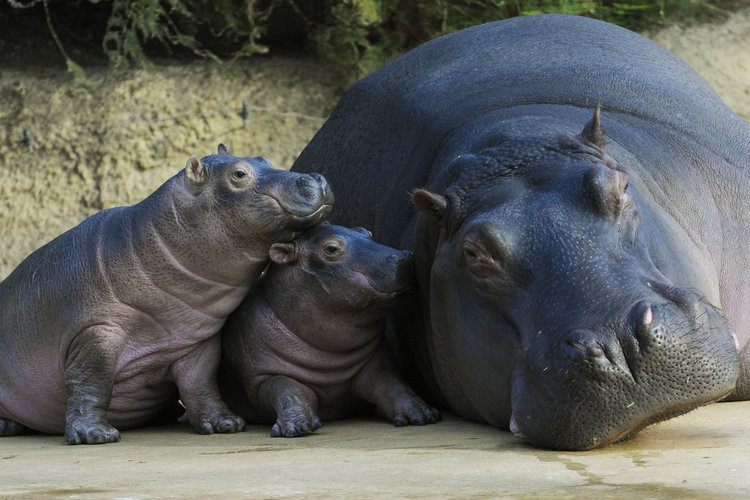 babyhippo