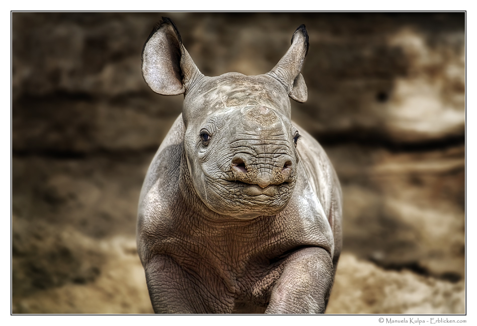 babynashorn