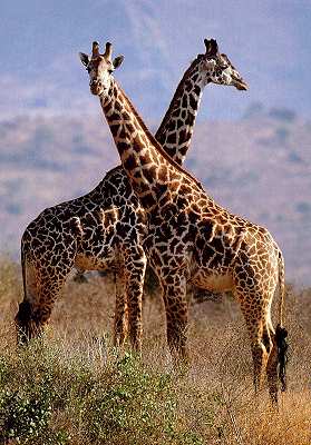 giraffen2