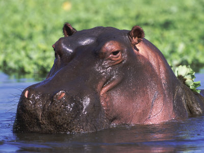 hippo2