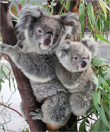 koala