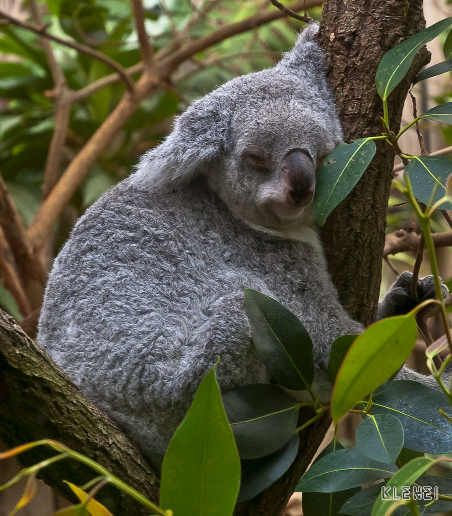 schlafenderkoala