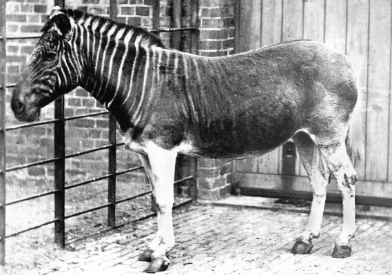 quagga