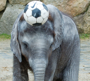 Elefant mit Ball