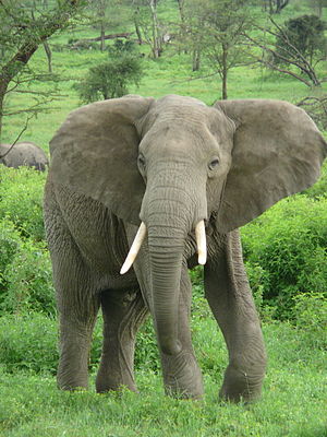 Elefant