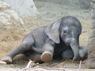 elefant