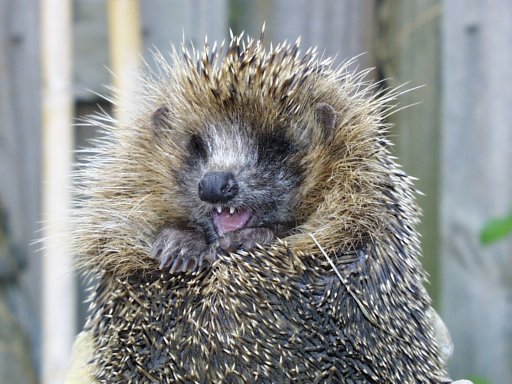 Igel